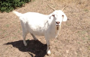 promotional-goat